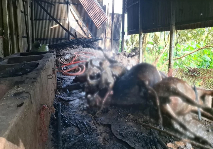 সখীপুরে কয়েলের আগুনে কৃষকের ৪ গরু পুড়ে ছাই